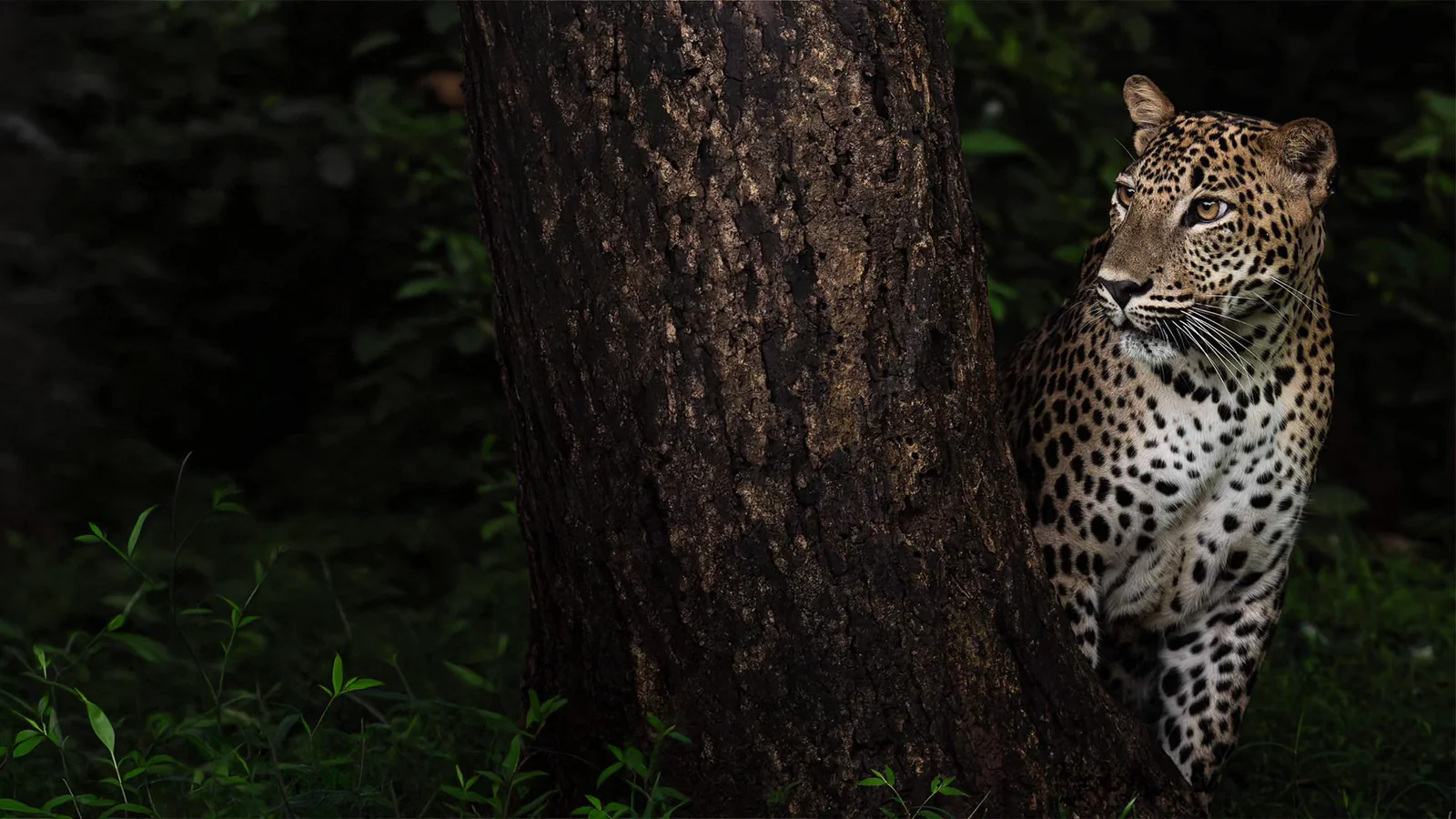 Leopard safari